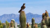 A bird sits on top of a cactus plant with mountains in the background.